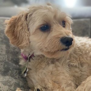 Meet your Posher, Krista